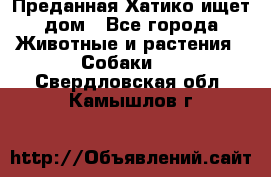 Преданная Хатико ищет дом - Все города Животные и растения » Собаки   . Свердловская обл.,Камышлов г.